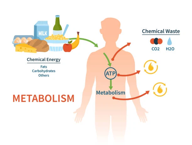 body metabolism body metabolism