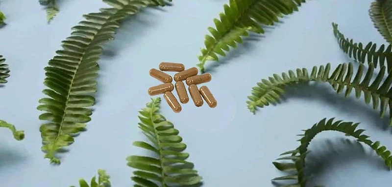 Polypodium Leucotomos Extract pills Polypodium Leucotomos Extract pills
