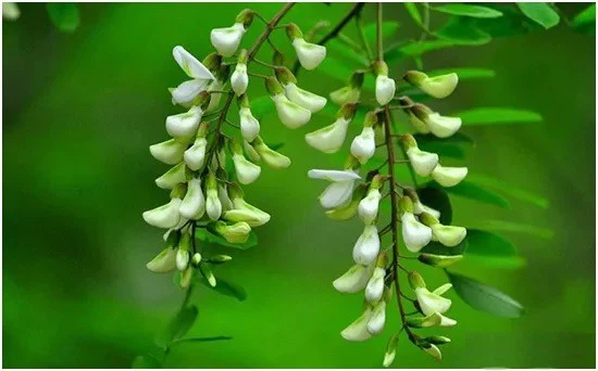 Quercetin Quercetin