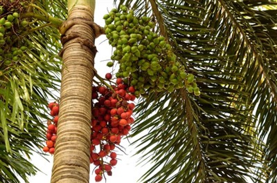 Prostate Saw Palmetto Dietary Supplement – All You Need To Know