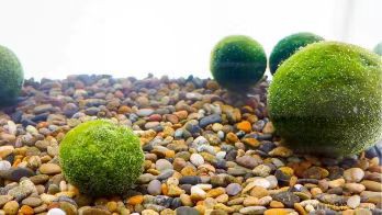 What is the Chlorella Vulgaris?