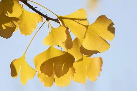 Ginkgo biloba Ginkgo biloba