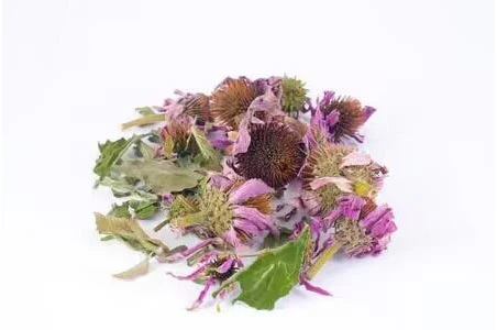 Echinacea Echinacea
