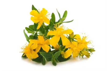St Johns wort St Johns wort