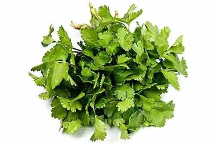 Coriander Coriander